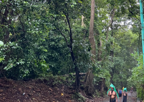 Inchipparakotta Forest Path