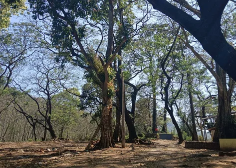 Kalaketti Forest Path