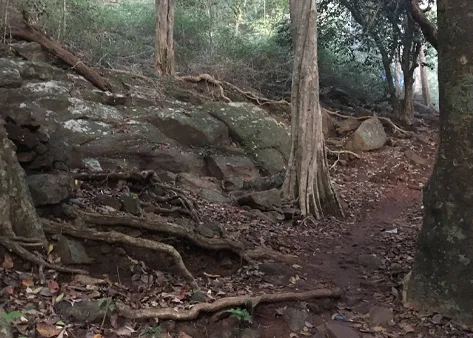 Karimala - Sabarimala
